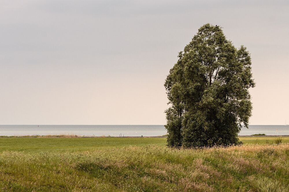 Alleenstaande boom in een weiland aan de IJsselmeerkust bij Oudemirdum in zacht avondlicht