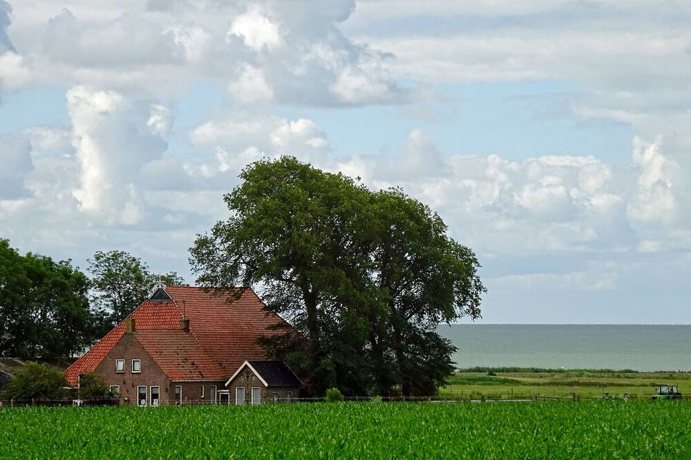 Boerderij met rood pannendak en hoge boom in een groen weiland bij Oudemirdum, met het IJsselmeer aan de horizon